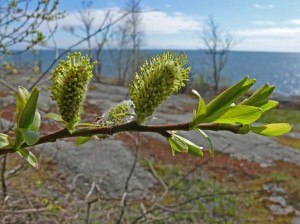 Salix phylicifolia Kuva: ©Jouko Lehmuskallio / Luontoportti