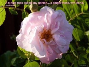 Vaaleanpunaisen ruusun viesti on Victorian sanakirjan mukaan ’armo’.