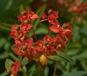 Euphorbia griffithii  (Kuva: Wikimedia Commons)