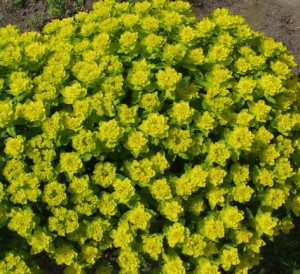 Euphorbia polychroma (Kuva: ©Anja Weckman / Suomalainen taimi)