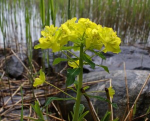 Euphorbia palustris  (Kuva: ©Jouko Lehmuskallio / Luontoportti)