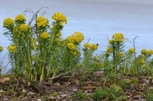 Euphorbia cyparissias  (Kuva: ©Jouko Lehmuskallio / Luontoportti)