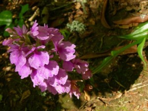 Madeiran orkidea (Dactylorhiza foliosa) – endeeminen kasvi Madeiralla  (kuva: madeirahelp.com) 
