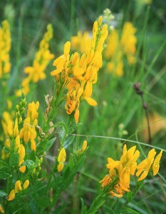 Pensasväriherne  (kuva: Wikimedia Commons)