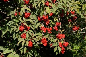 Terttuselja  (kuva: Luontoportti.fi ©Jouko Lehmuskallio )