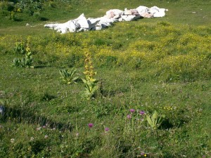 Vuorenrinteen kukkaloistoa