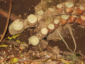 Tällaisesta juurakosta toin pätkän... (Kuva: Wikimedia Commons)