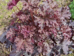 Heuchera michranta 'Palace Purple' - purppurakeijunkukka (kuva: Wikimedia Commons)