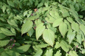 Epimedium alpinum - alppivarjohiippa (kuva: Wikimedia Commons)