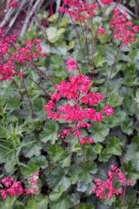 Heuchera x brizoides - tarhakeijunkukka (kuva: Wikimedia Commons)