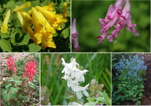 (kuvat: Wikimedia Commons)