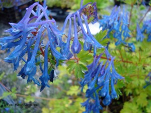 Corydalis omeiana  (kuva: obp.no)