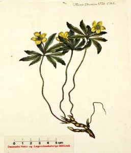 Anemone ranunculoides - keltavuokko  (kuva: Flora Danica)