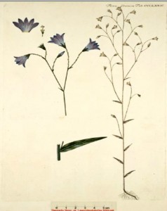 Campanula patula - harakankello  (kuva: Flora Danica)