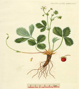 Fragaria vesca - ahomansikka  (kuva: Flora Danica)
