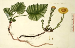 Tussilago farfara - leskenlehti (kuva: Flora Danica)