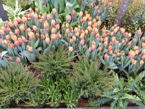 'Helppohoitoisuutta'