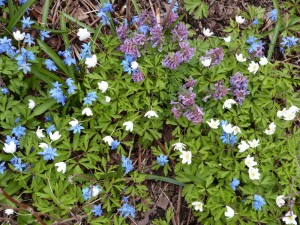 Vattupensaan aluskasvillisuutta viime keväänä (valkovuokkoja, skilloja ja pystykiurunkannuksia)