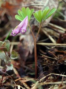 Hentokiurunkannus (kuva: Luontoportti © Jouko Lehmuskallio)