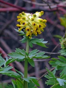 Jalokiurunkannus (kuva: Luotoportti © Jouko Lehmuskallio)