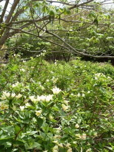 Kumpulan kasvitieteellinen puutarha