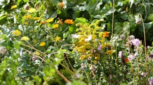 Kaupunkiviljelyä Pikku-Huopalahdessa