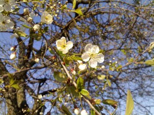 Prunus