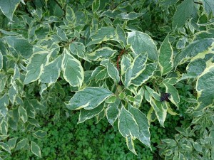 (kuva: Wikimedia Commons)